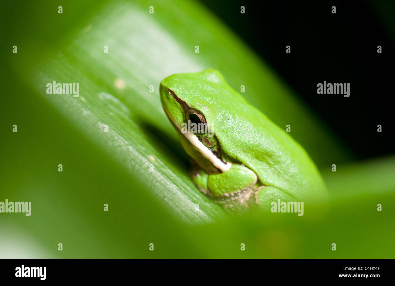 Dwarf ranocchio verde litoria fallax seduto in una pianta Foto Stock