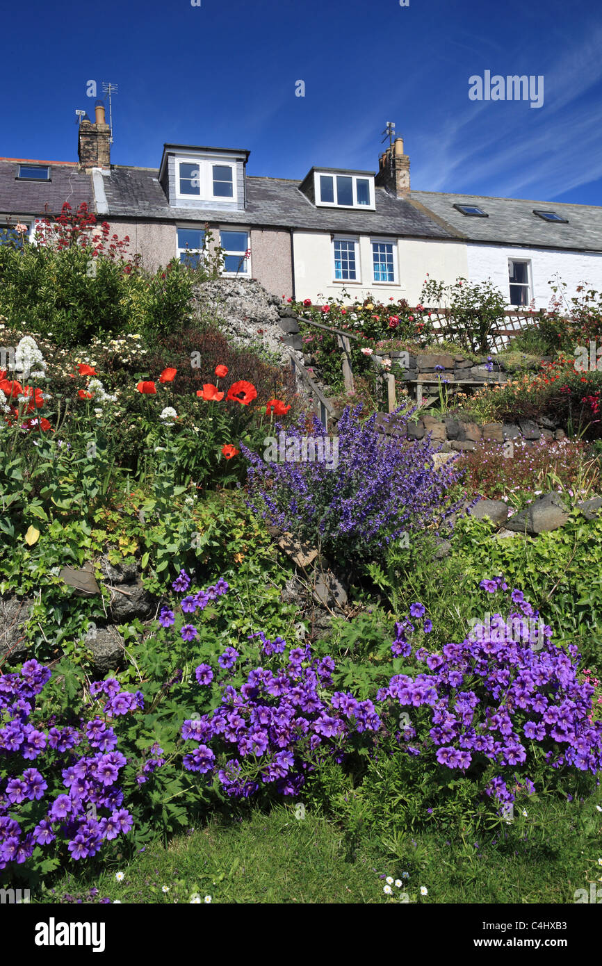 Fiori luminosi nel giardino di un Fisherman's cottage, Craster, Northumberland, North East England, Regno Unito Foto Stock