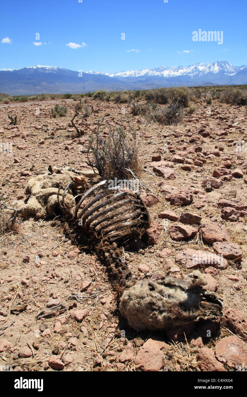 Pecora morta la carcassa che è stato preso in consegna da spazzini e essiccato nel sole del deserto con montagne in lontananza Foto Stock