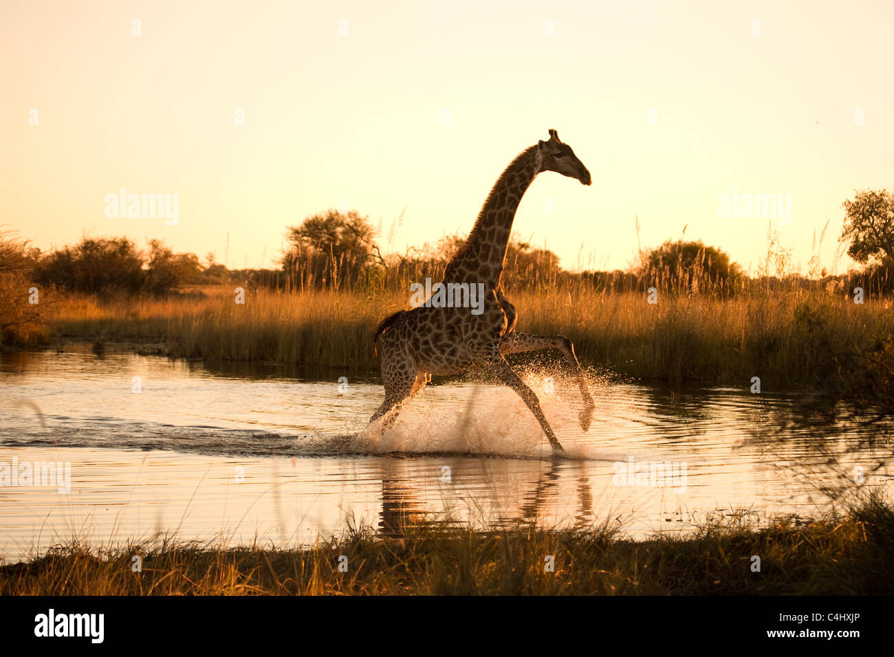 Giraffe (Giraffa camelopardalis) in esecuzione su un area allagata in Okavango Delta, Botswana Foto Stock