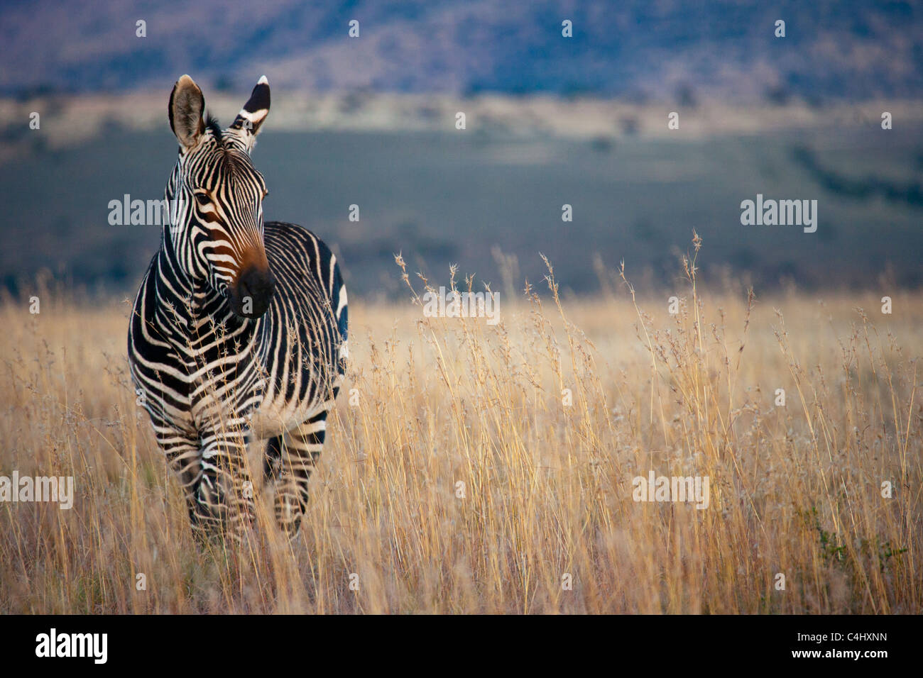 Mountain Zebra (Equus zebra), Mountain Zebra National Park Foto Stock