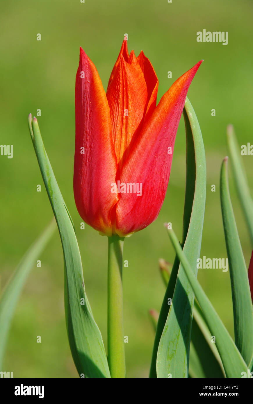 Tulpe rot - rosso tulipano 15 Foto Stock