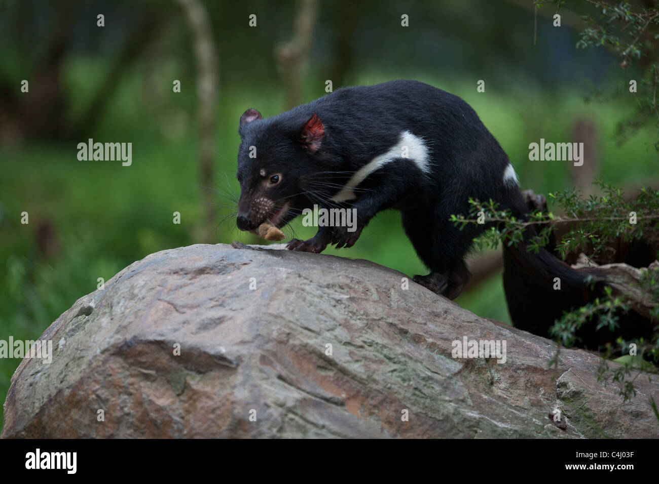 Diavolo della Tasmania Foto Stock