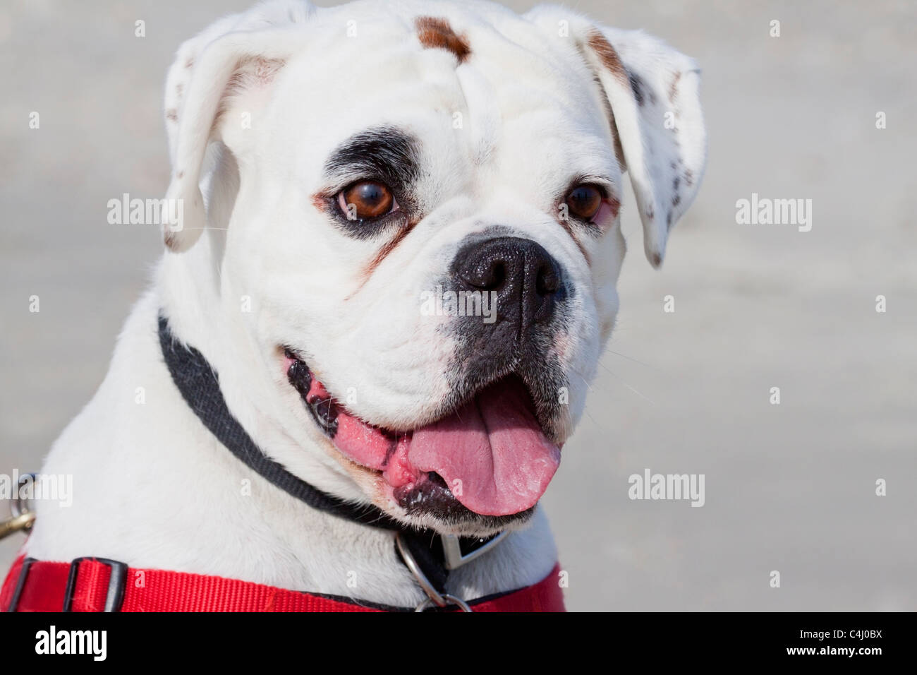 Cane boxer bianco immagini e fotografie stock ad alta risoluzione - Alamy