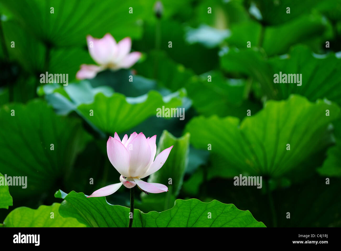 Fiore di loto che fiorisce in piscina Foto Stock