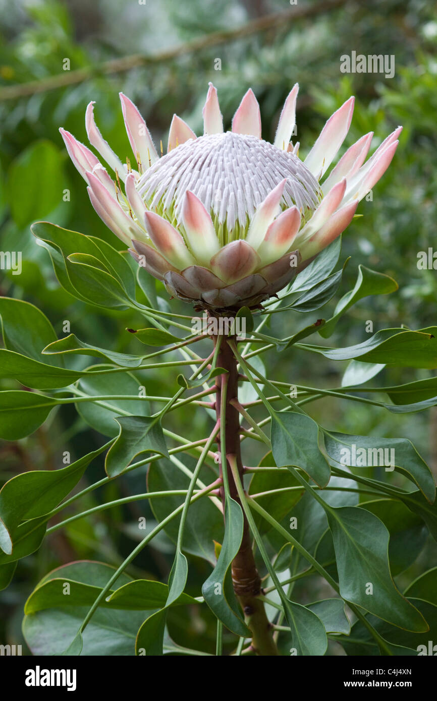 Re Protea Protea cynaroides fiore Foto Stock