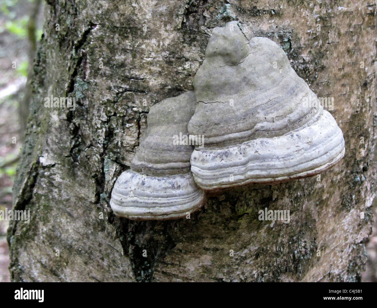 Grigio fungo Tinder (Fomes fomentarius), Veluwe, Paesi Bassi Foto Stock