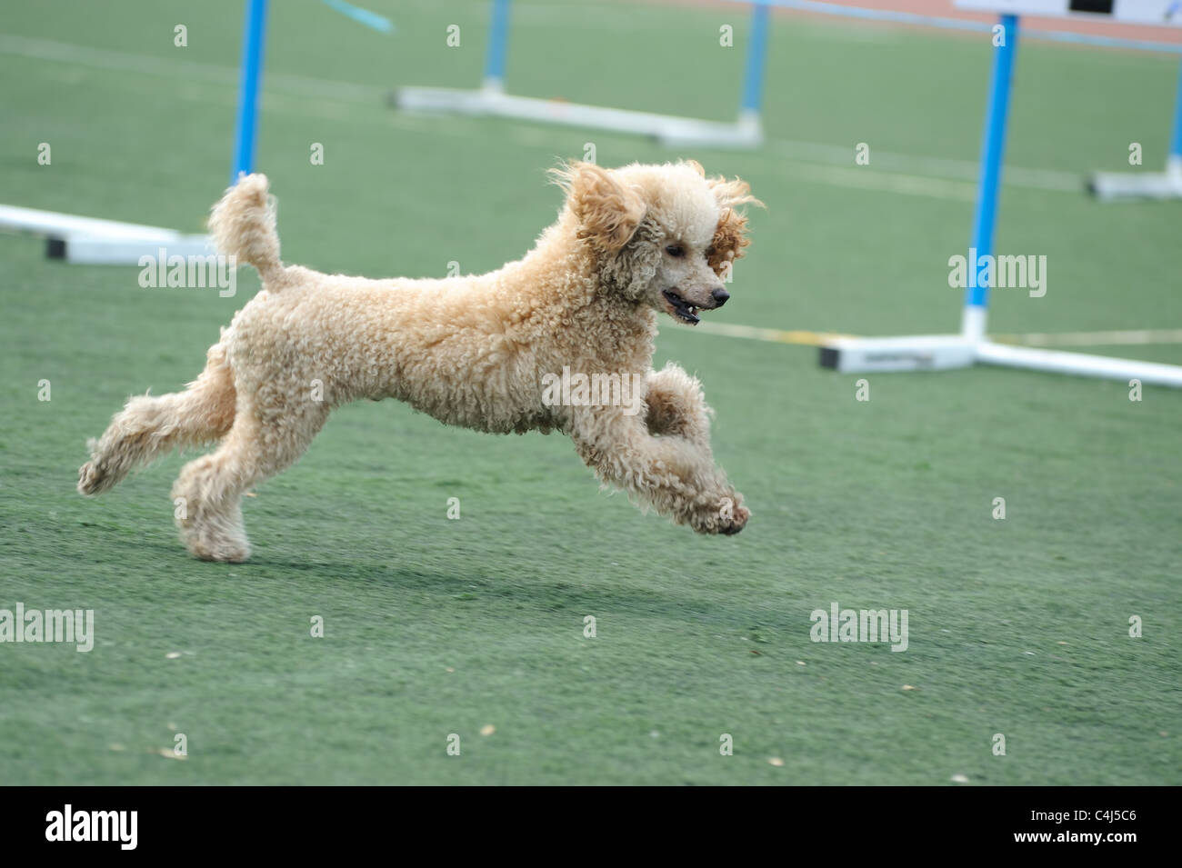 Adorabile cane barboncino in esecuzione sul parco giochi Foto Stock