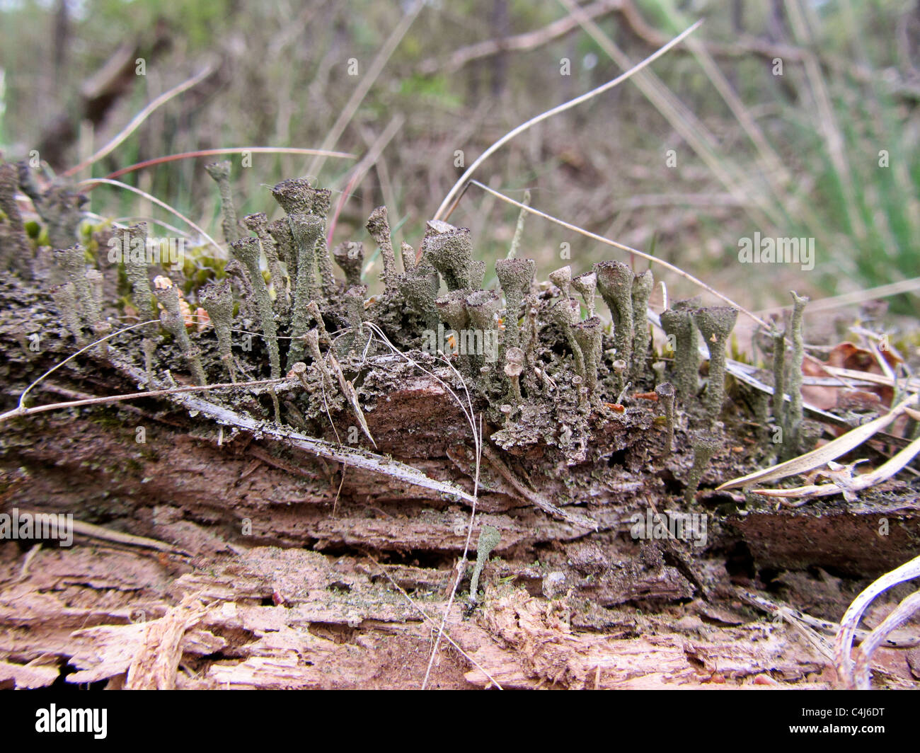 Licheni Cladonia grayi cresce su un ramo marcio, Veluwe, Paesi Bassi Foto Stock