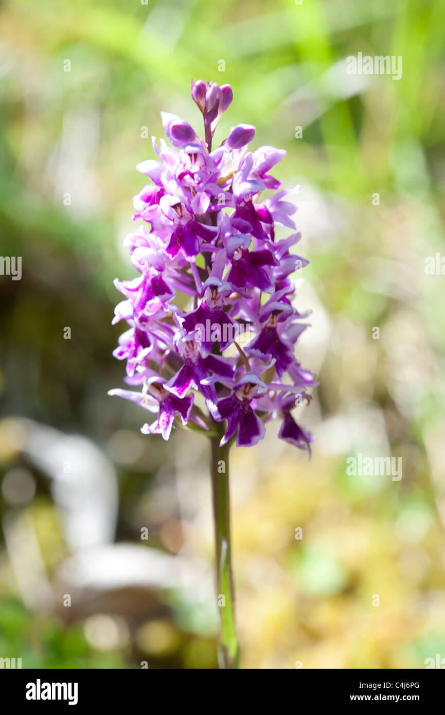 Dactylorhiza fuchsii var. rhodochila. Una rara varietà di Common Spotted Orchid. Surrey, Regno Unito Foto Stock