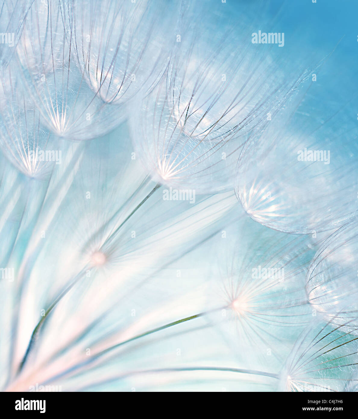 Abstract blu fiore di tarassaco sfondo, estrema closeup con soft focus, la bellissima natura dettagli Foto Stock