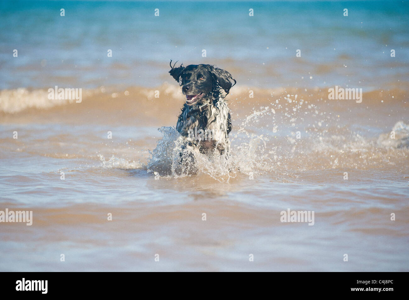 Munsterlander gigante cane in mare Foto Stock