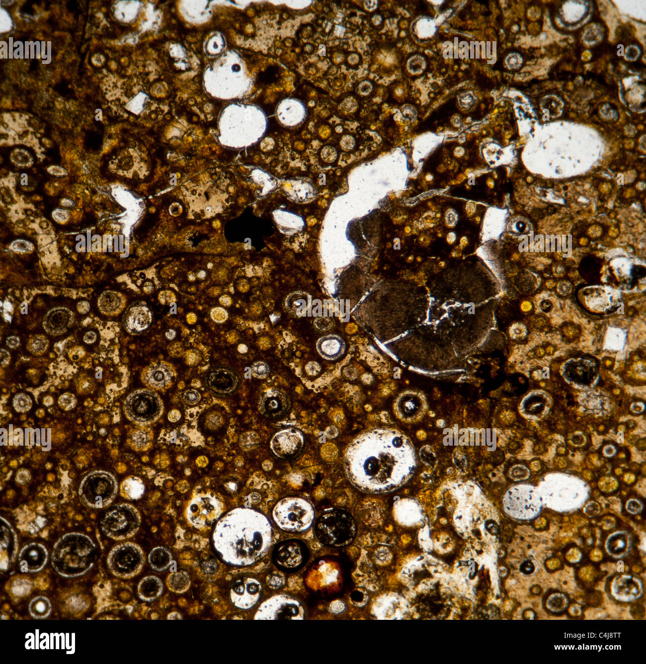 La fotomicrografia di pomice prese attraverso delle polari incrociati. Mag. X20 Foto Stock