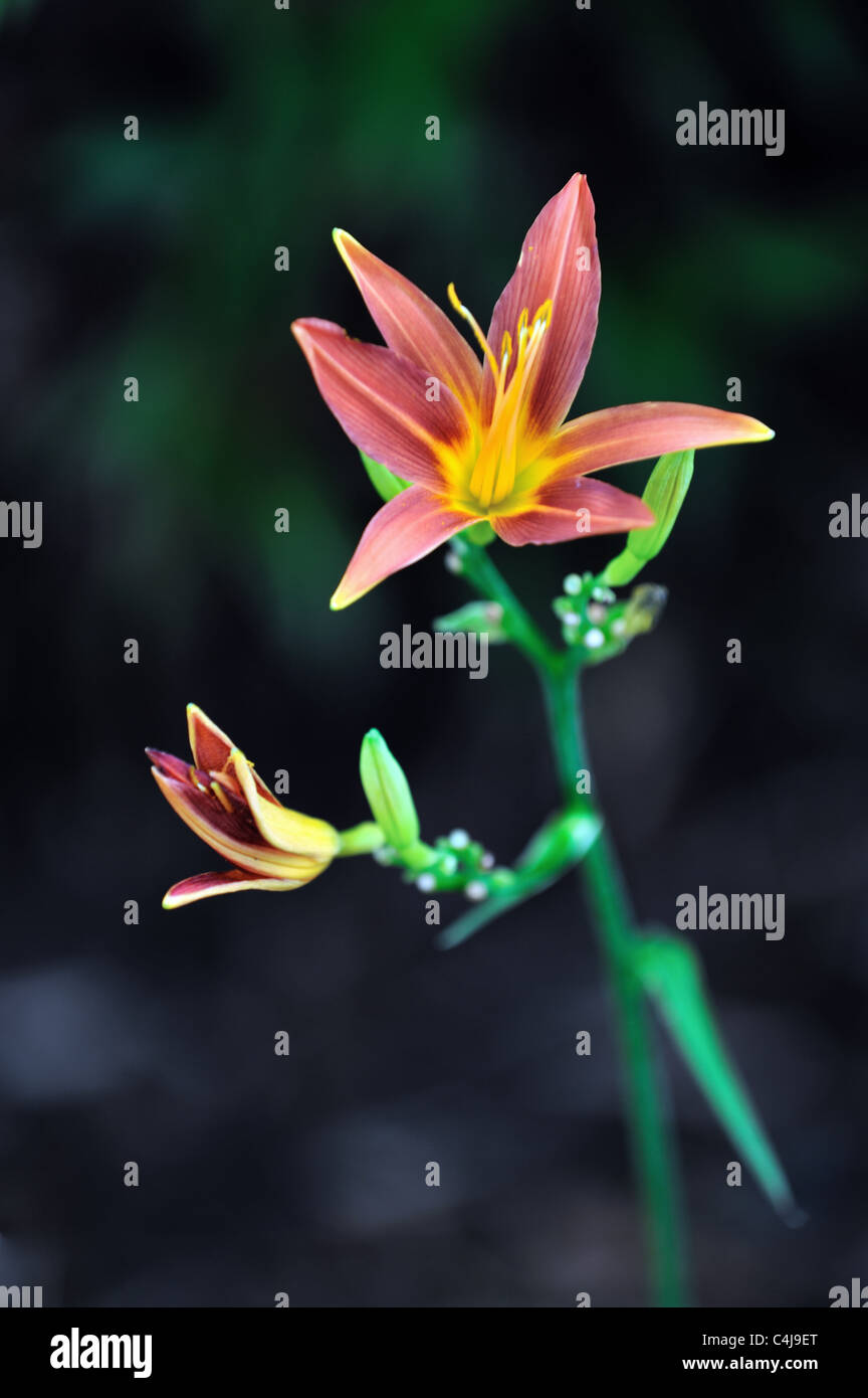 Daylily fioritura Foto Stock