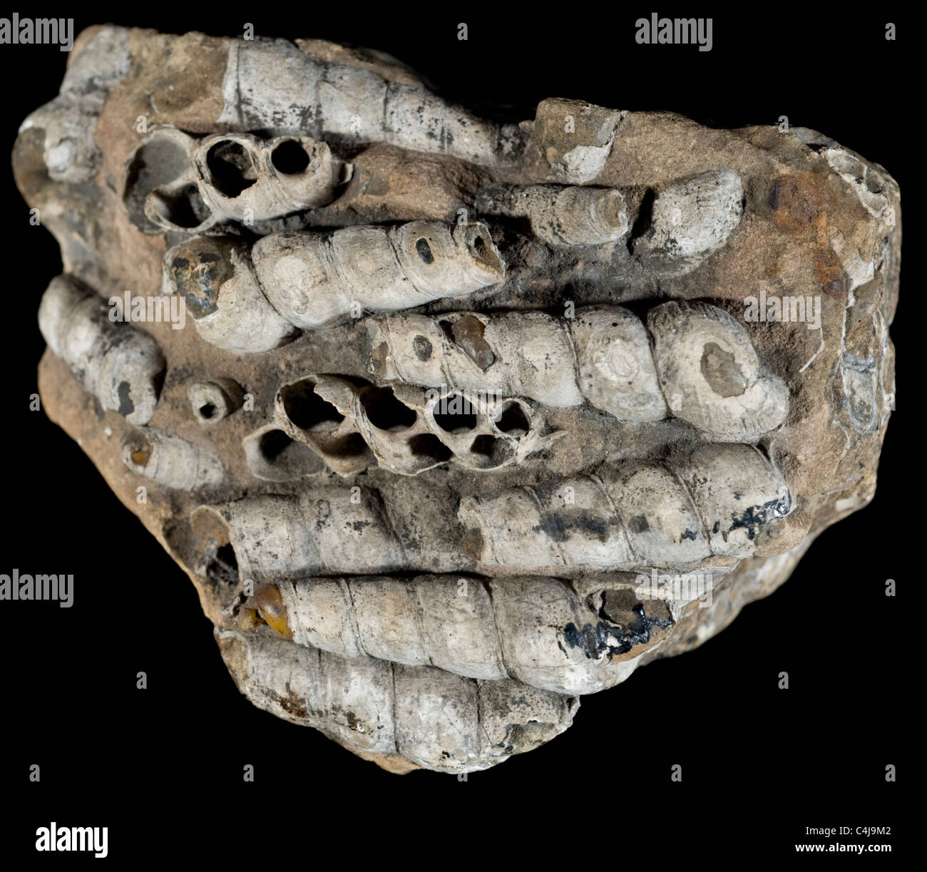 Turritella imbricataria, guscio della torretta, un fossile trovata dall'Eocene al Pliocene. Regno Unito Foto Stock