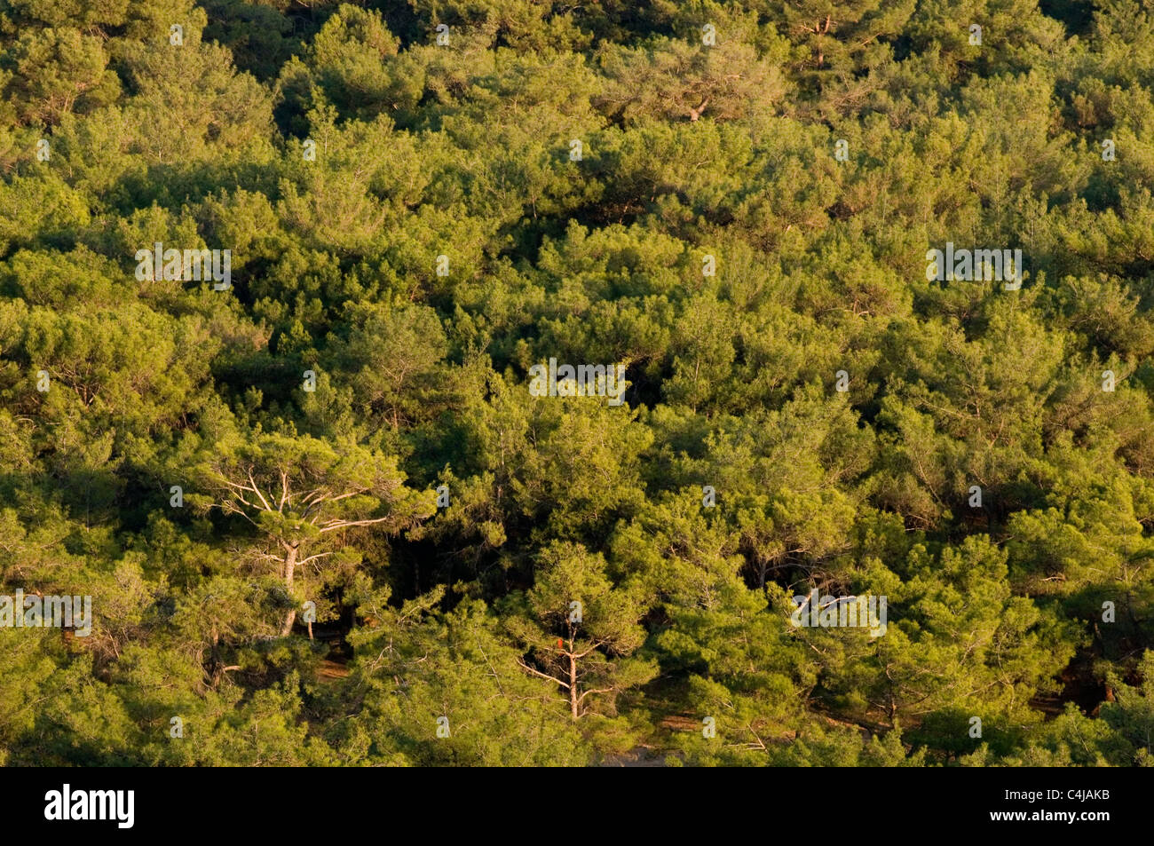 Foresta di Pini di foreste conifere conifera albero alberi da bosco di legno evergreen sempre verde di pini odore fresco profumo Foto Stock