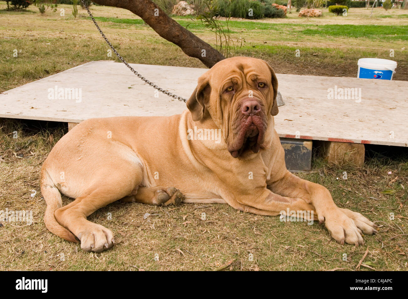 Dogue de Bordeaux bava di brutto slobbery eccessivo hound dog cani turner e hooch confuso eater divertente Foto Stock
