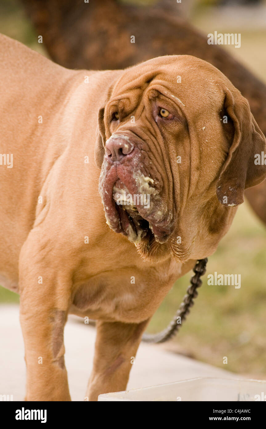 Dogue de Bordeaux bava di brutto slobbery eccessivo hound dog cani turner e hooch confuso eater divertente Foto Stock