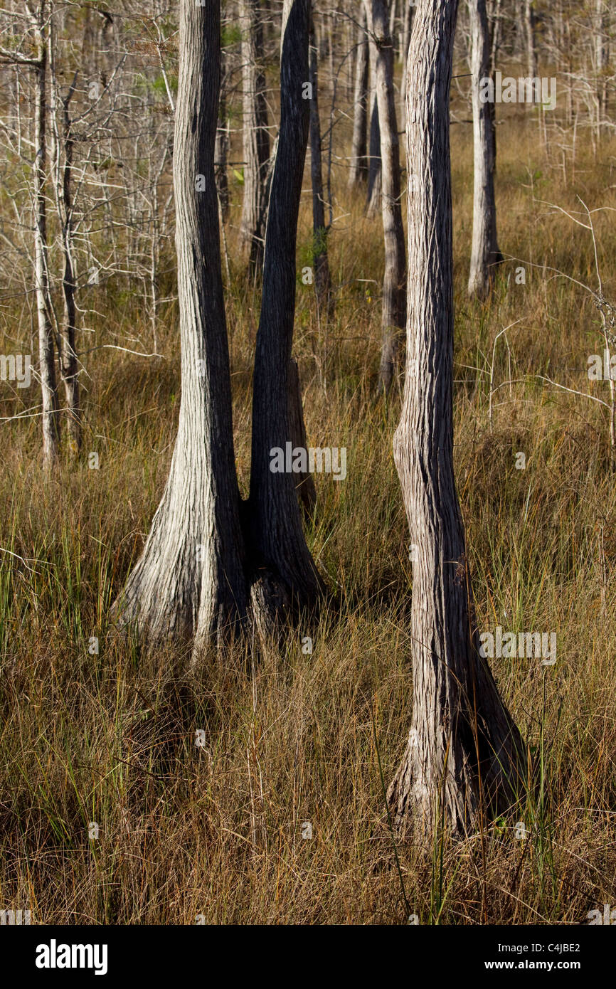Cipresso calvo alberi, Everglades, Big Cypress National Preserve, Florida, Stati Uniti d'America Foto Stock
