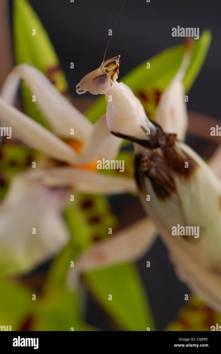 Faccia del Orchid Mantis. Foto Stock