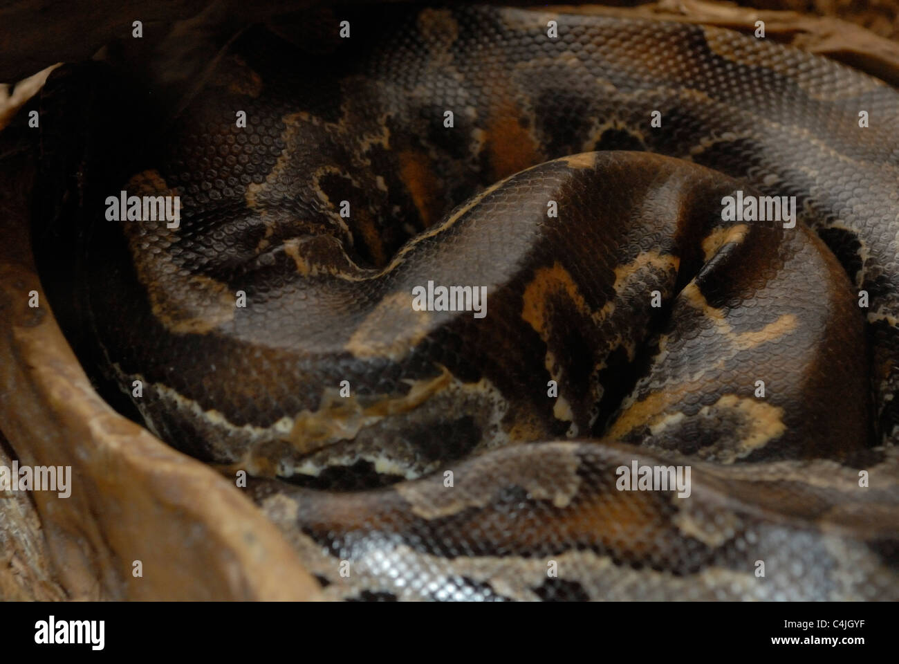 Python in seduta è il colpo d'acqua. Foto Stock