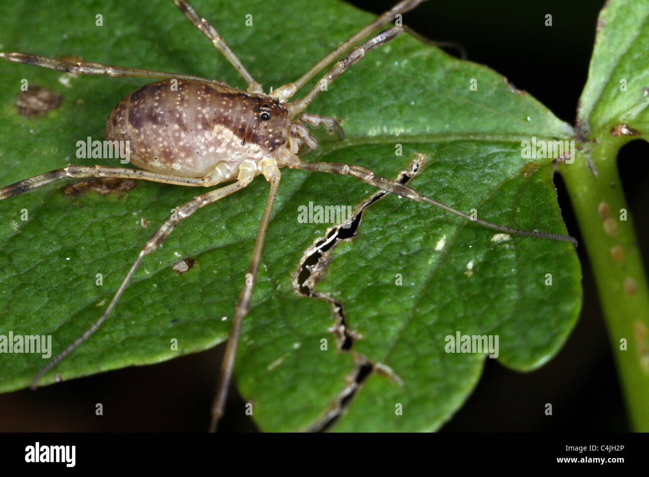 Harvestman Foto Stock