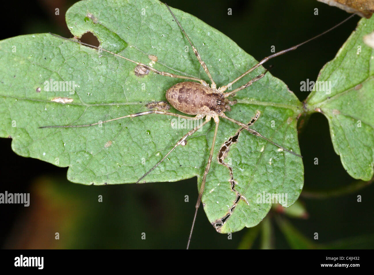Harvestman Foto Stock