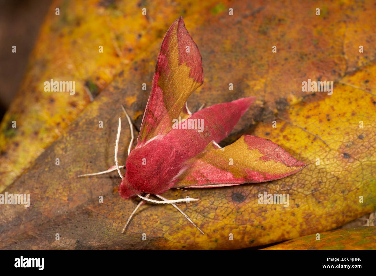 Piccolo Elefante, Hawkmoth Deilephila porcellus REGNO UNITO Foto Stock