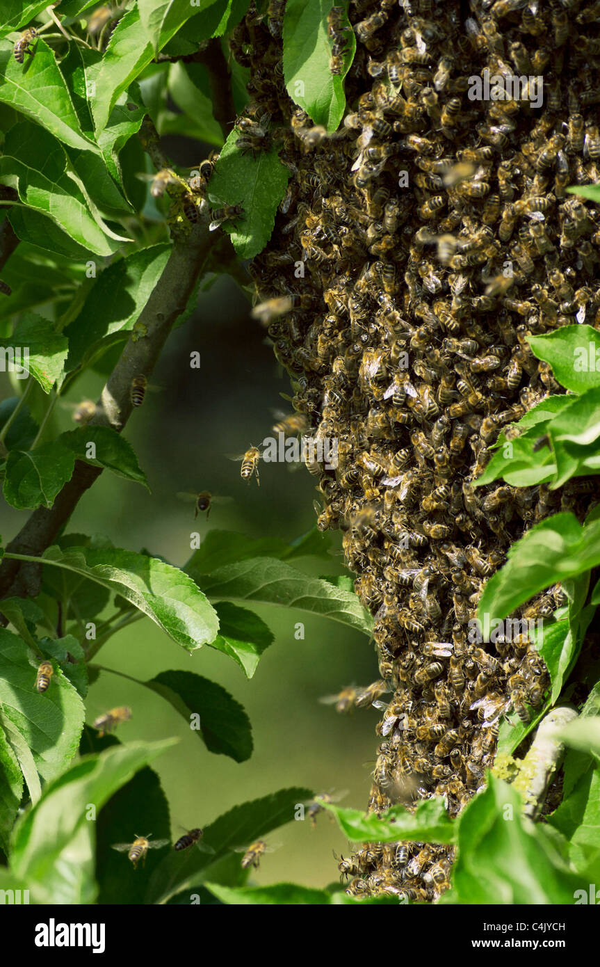 Uno sciame di api su un albero di mele Foto Stock