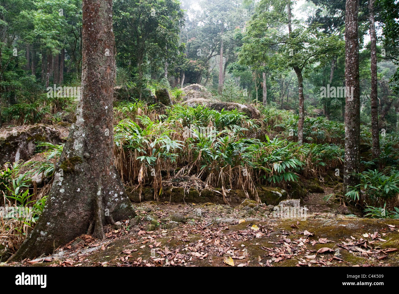 Vista di cardamomo piante Windemere station wagon, piantagione di tè, Munnar Kerala, India Foto Stock