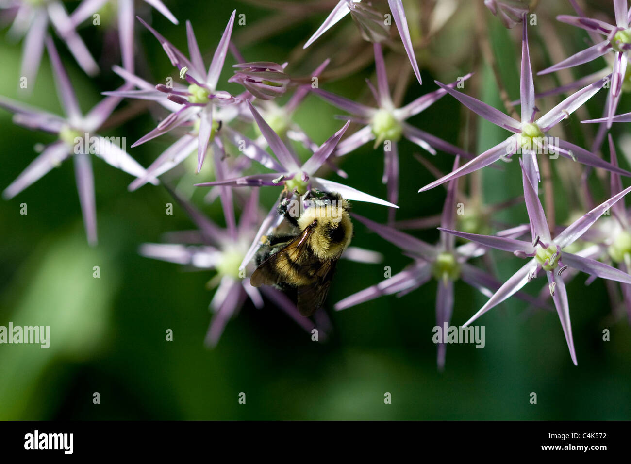 Bee Polinating Allium fiore Foto Stock