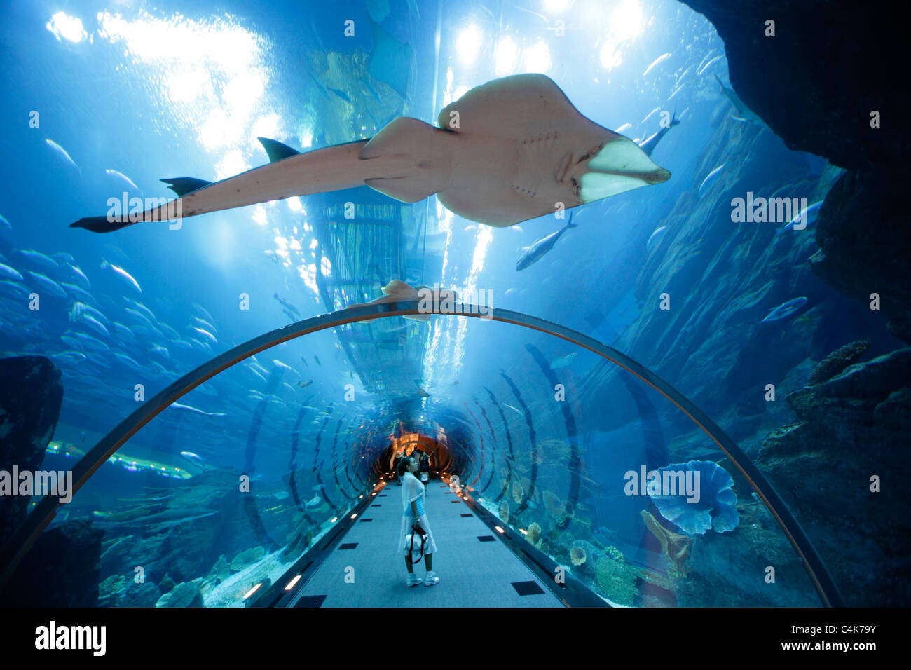 Acquario e lo Zoo di subacquea nel centro commerciale di Dubai, Dubai, Emirati Arabi Uniti Foto Stock