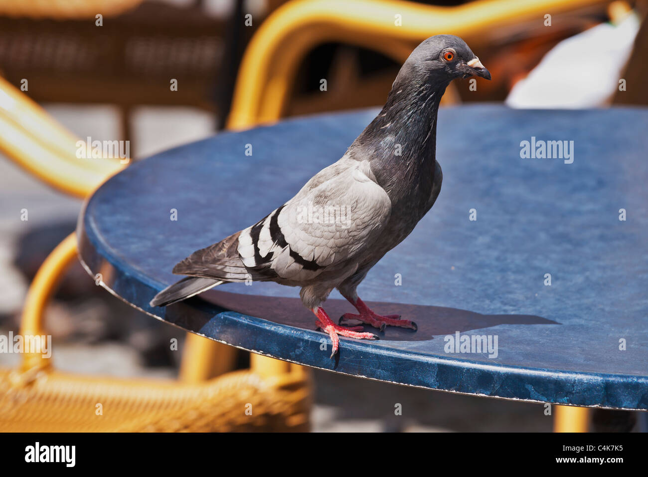 Eine Stadttaube sitzt auf der Kante von einem Tisch | a città di Pigeon è seduta sul bordo di un tavolo Foto Stock