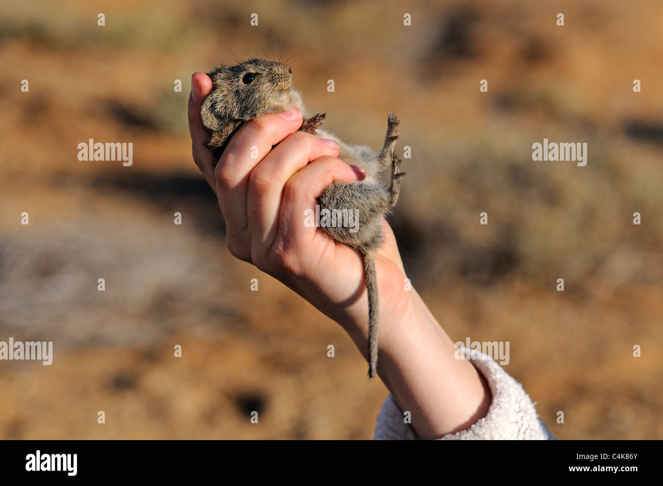 Dimostrare il modo corretto di tenere un catturato Four-Striped erba (Mouse Rhabdomys pumilio) per le indagini scientifiche, Foto Stock