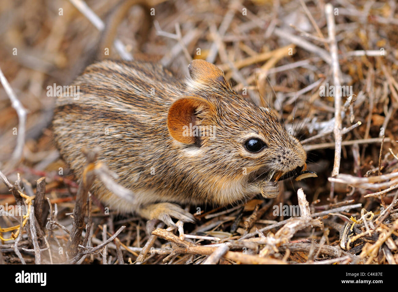 Quattro strisce di erba alimentazione del mouse su erba, Rhabdomys pumilio, Goegap Riserva Naturale, Namaqualand, Sud Africa Foto Stock