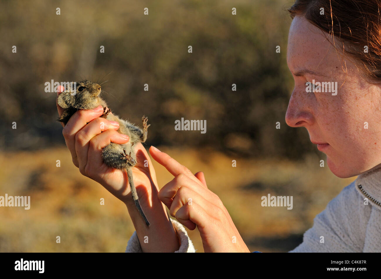 Uno zoologo esaminando un'erba Four-Striped Mouse (Rhabdomys pumilio), Goegap Riserva Naturale, Namaqualand, Sud Africa Foto Stock