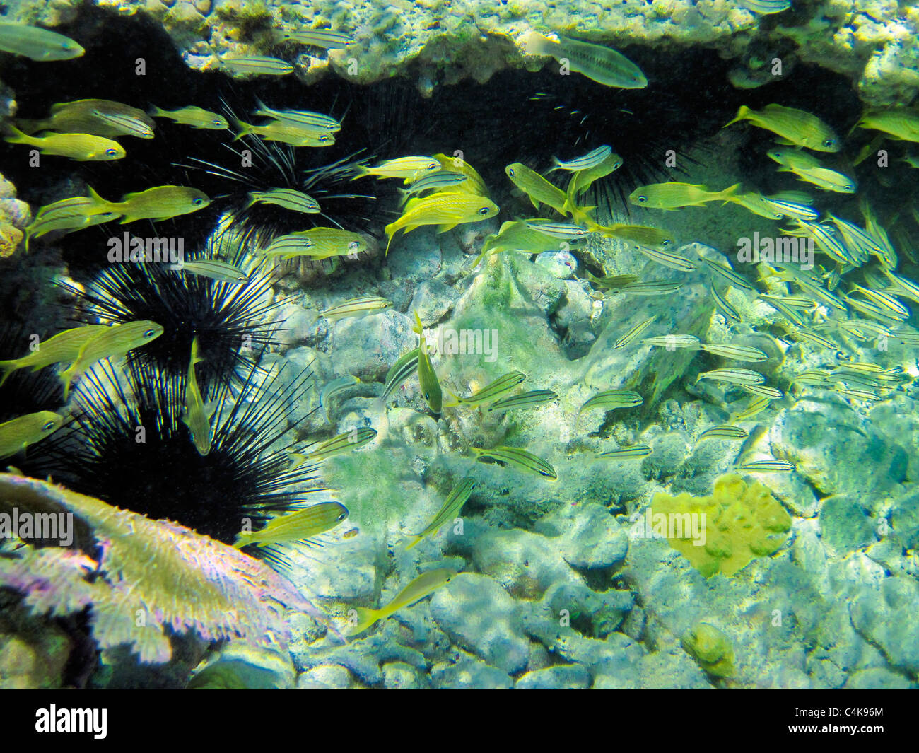 Grunt pesce e ricci di mare. San Giovanni. Isole Vergini Virgin IslandsVirgin Islands Coral Reef National Monument. Foto Stock