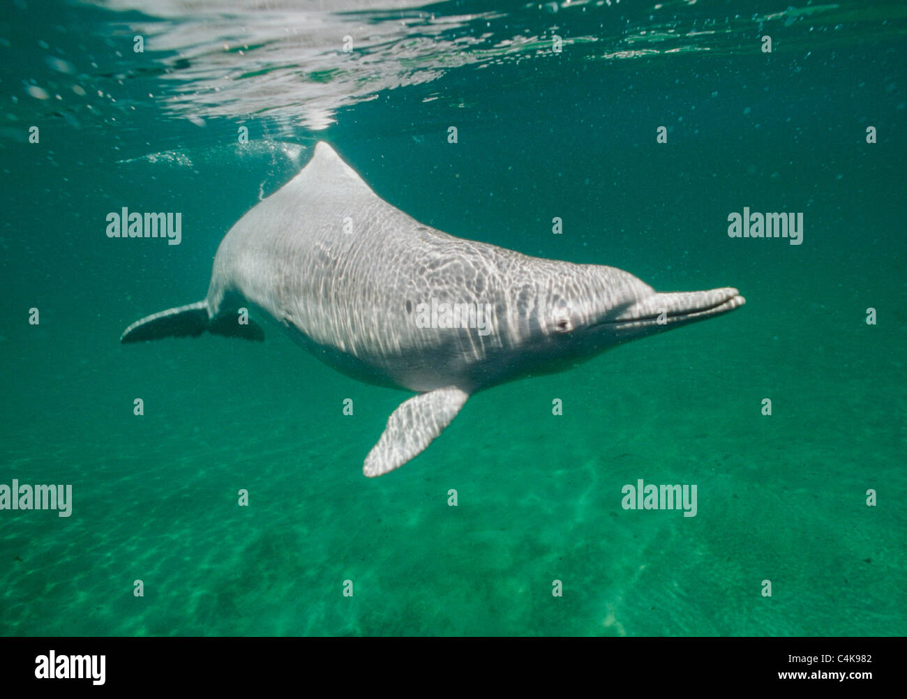 Indo-pacifico Humpback Dolphin (Sousa chinensis) timido, Cacciatore notturno. Raro. Foto Stock