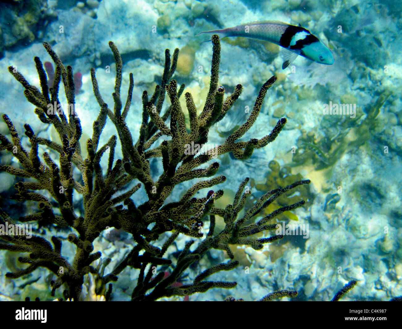 Gorgonie e coralli Wrass blu pesci. San Giovanni. Isole Vergini Virgin IslandsVirgin Islands Coral Reef National Monument. Foto Stock