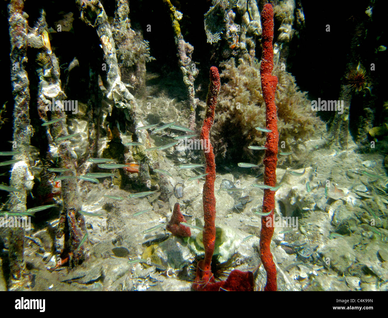 Spugna Rossa Grunt e pesce. San Giovanni. Isole Vergini Virgin IslandsVirgin Islands Coral Reef National Monument. Foto Stock