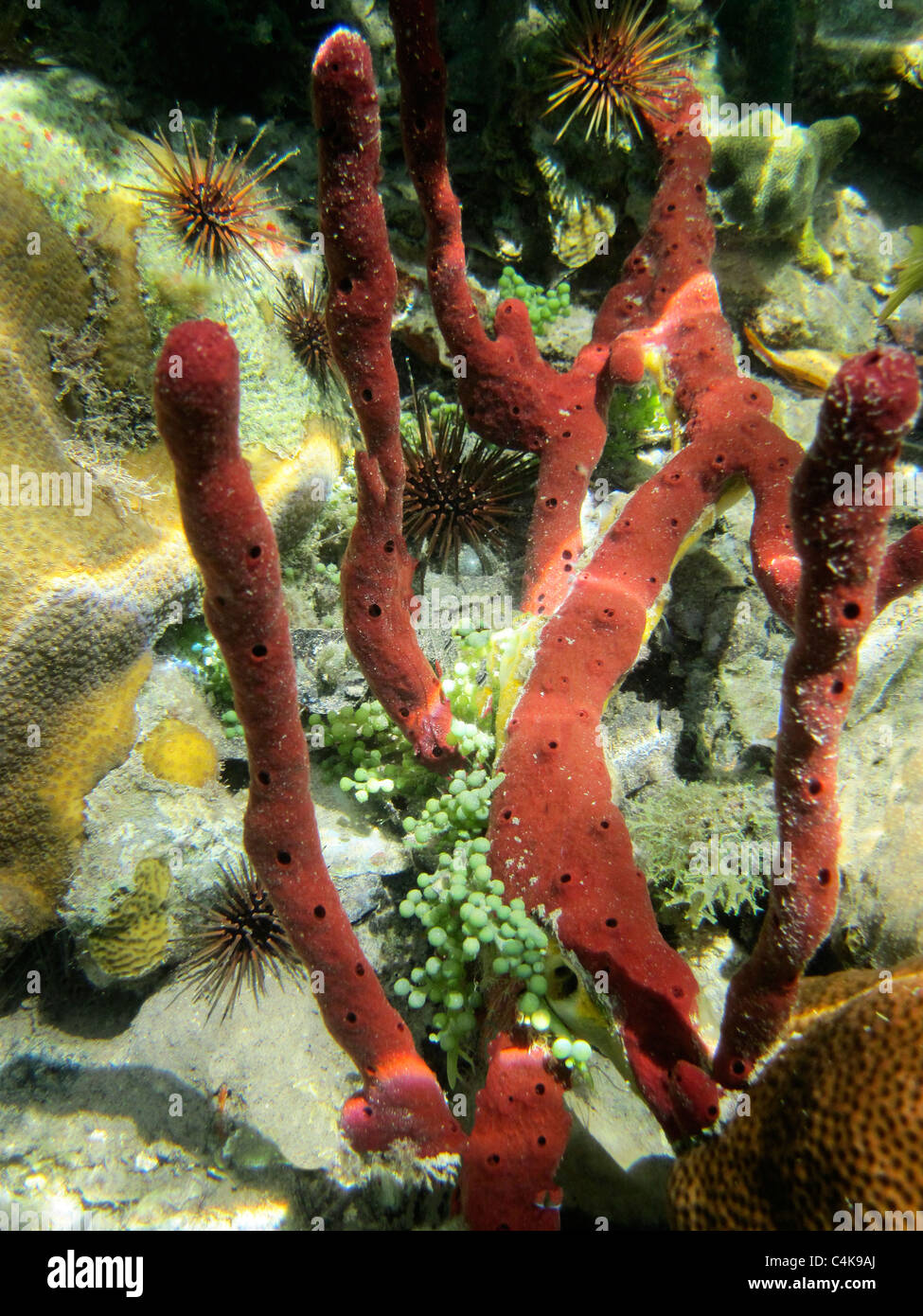 Spugne rosse e ricci di mare. San Giovanni. Isole Vergini Virgin IslandsVirgin Islands Coral Reef National Monument. Foto Stock