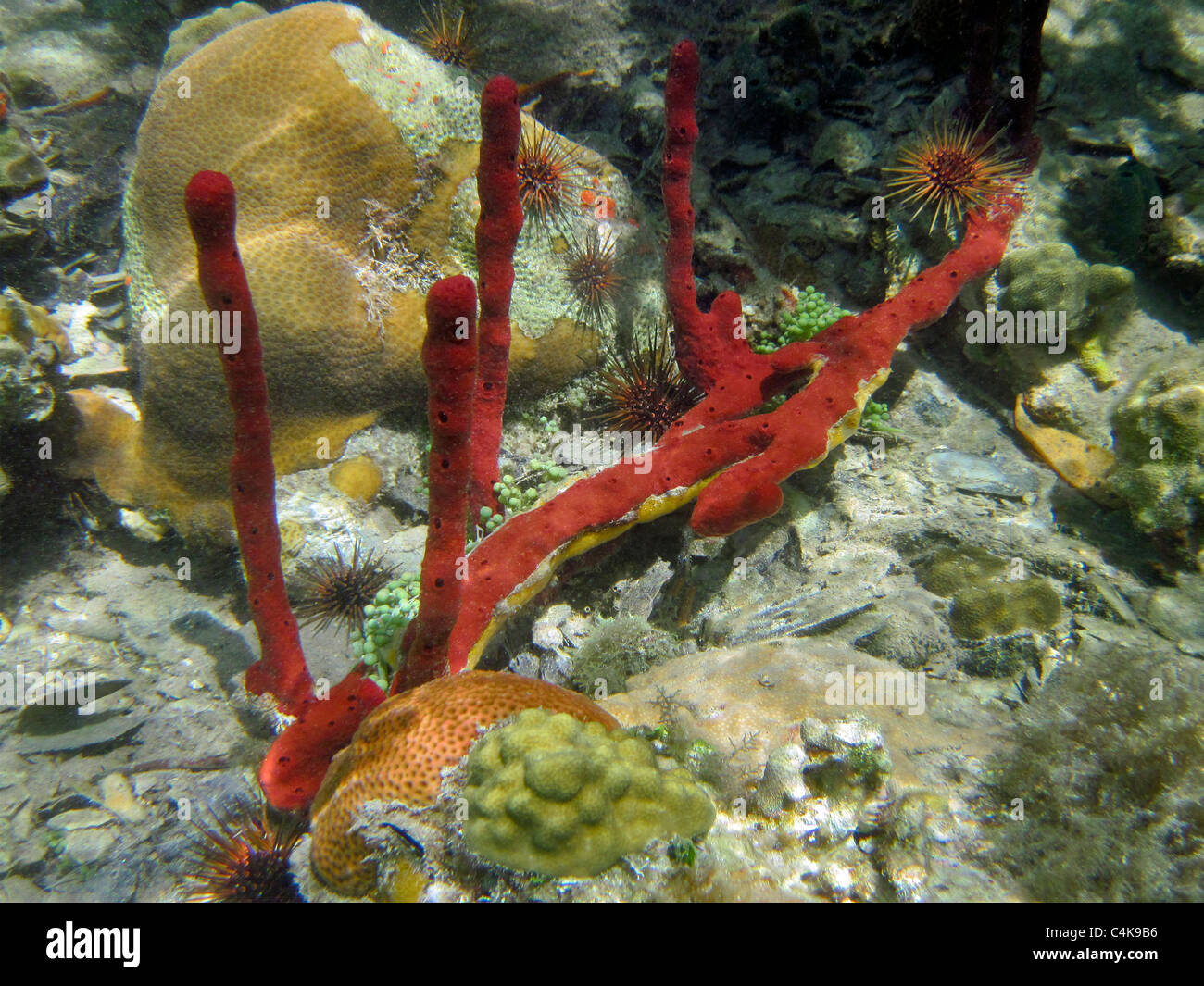 Spugne rosse e ricci di mare. San Giovanni. Isole Vergini Virgin IslandsVirgin Islands Coral Reef National Monument. Foto Stock