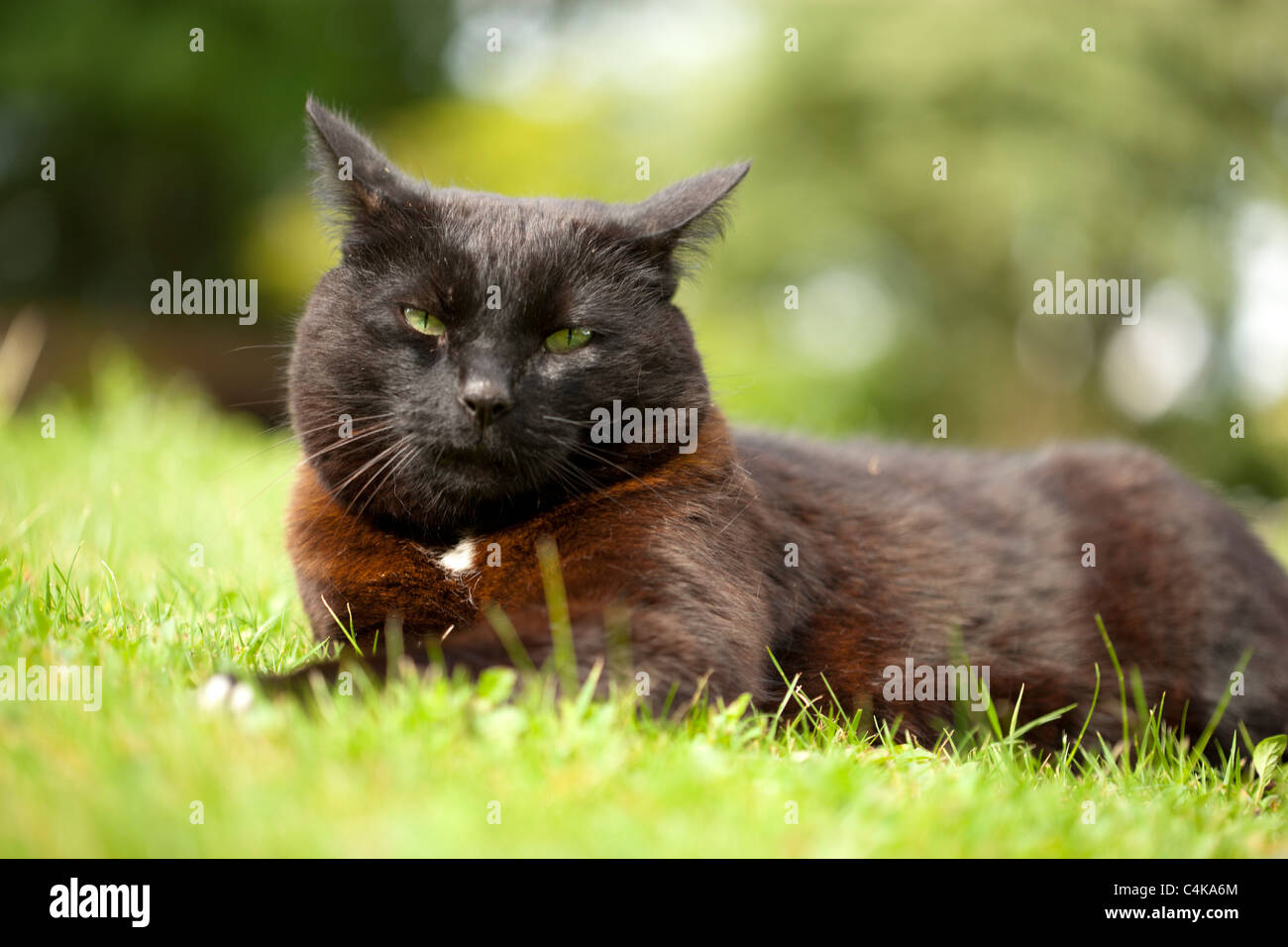 Gatto nero seduto sull'erba cercando feroce Foto Stock