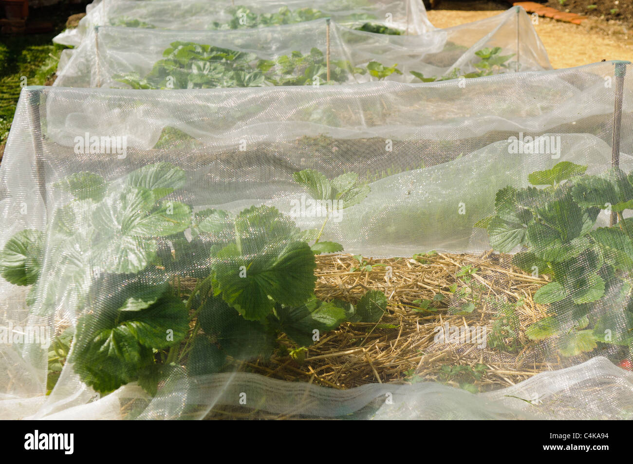 In Natura Lo Fanno Uccelli E Insetti Reti per uccelli e insetti immagini e fotografie stock ad alta