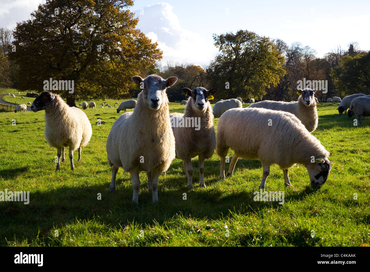 Un gregge di pecore Suffolk pascolano in tarda estate del parco erba. Foto Stock