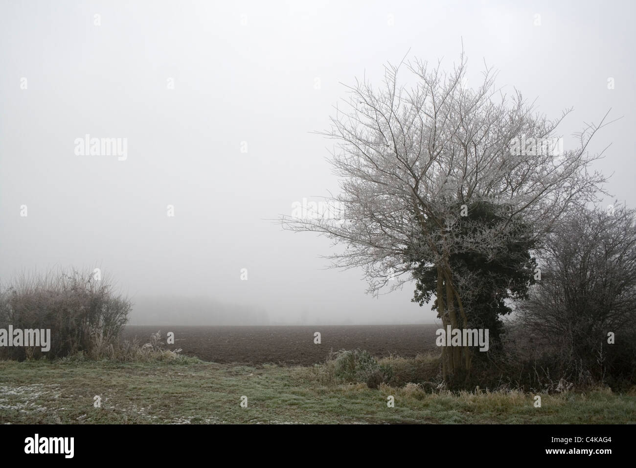 Un congelati pollarded quercia confina con un campo invernale Foto Stock