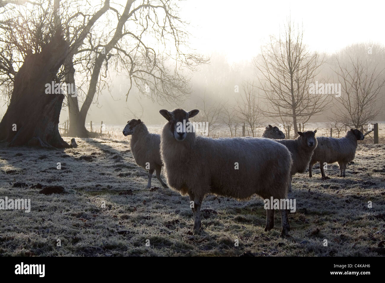 Un piccolo gregge di pecore coraggioso il congelamento di mattina presto condizioni invernali. Foto Stock
