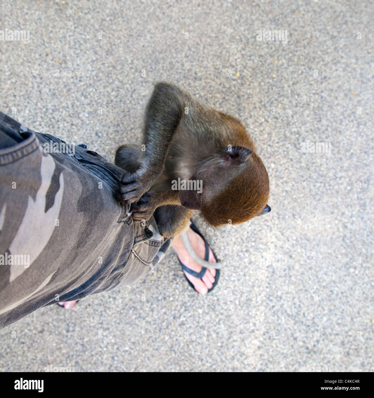 Una scimmia tentando di aprire Someones Pocket Foto Stock