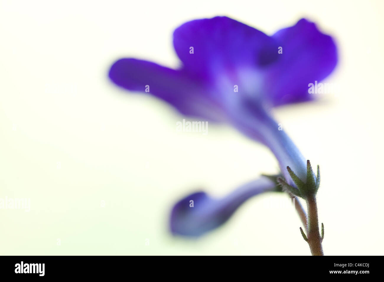 Close-up di un imporpori fiore Foto Stock