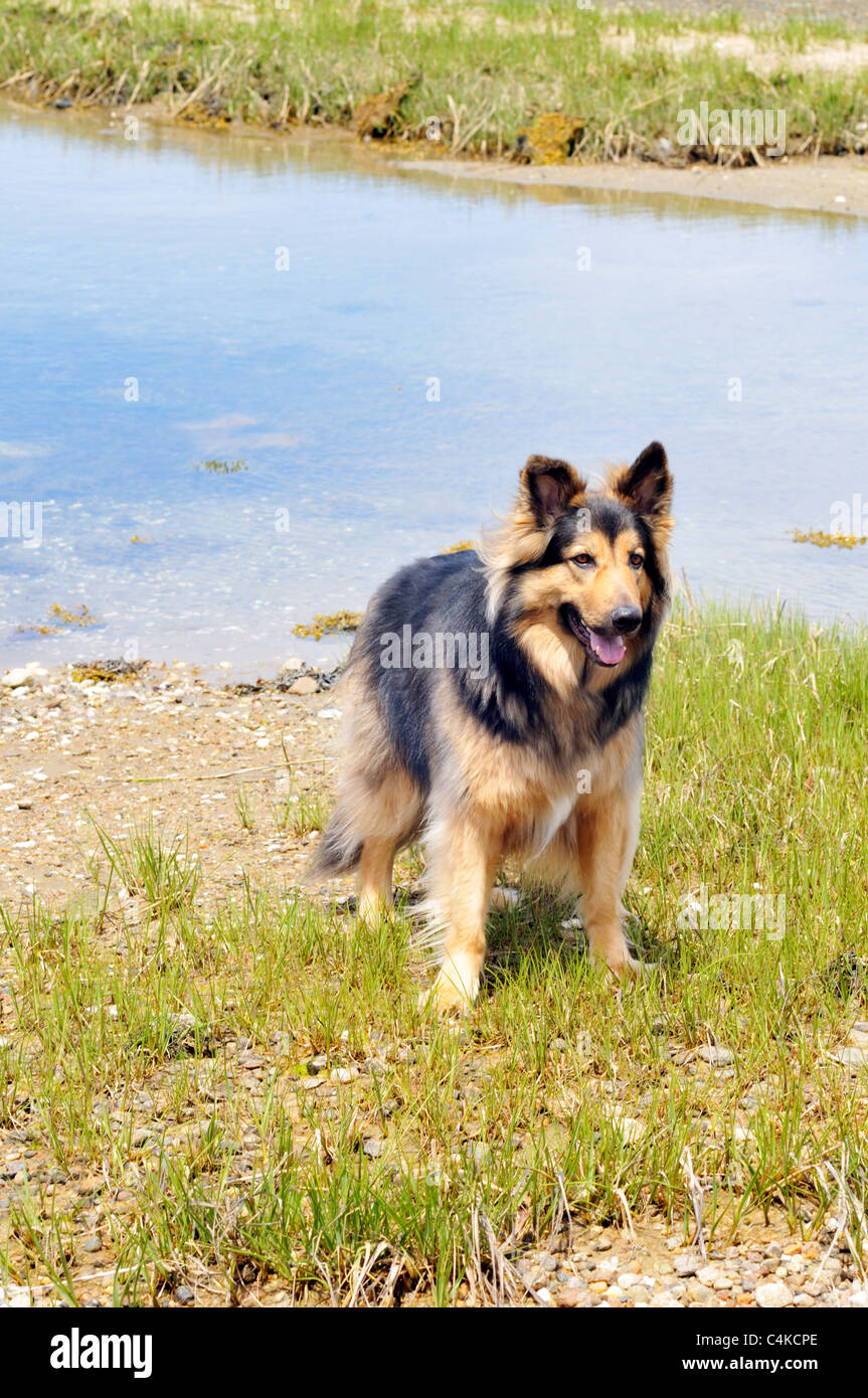 Capelli lunghi adulto felice pastore tedesco cane sorridere mentre in piedi in erba spiaggia dall'oceano presso la spiaggia. Stati Uniti d'America Foto Stock